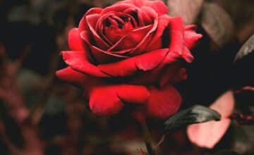 Journée de la rose