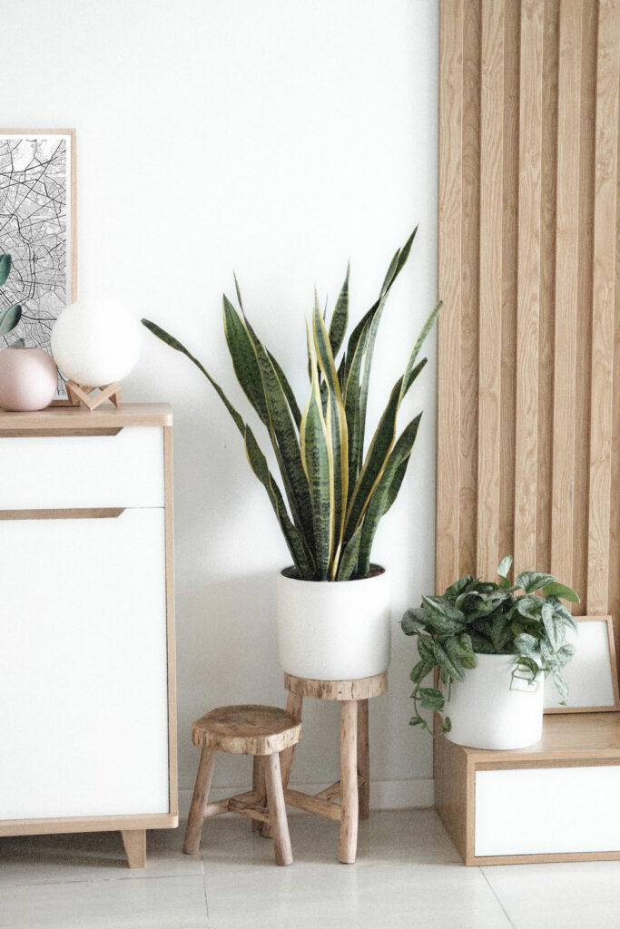 Plantes en intérieur pour une décoration à petit budget