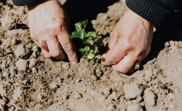 Quels cadeaux offrir à un passionné de jardinage ?