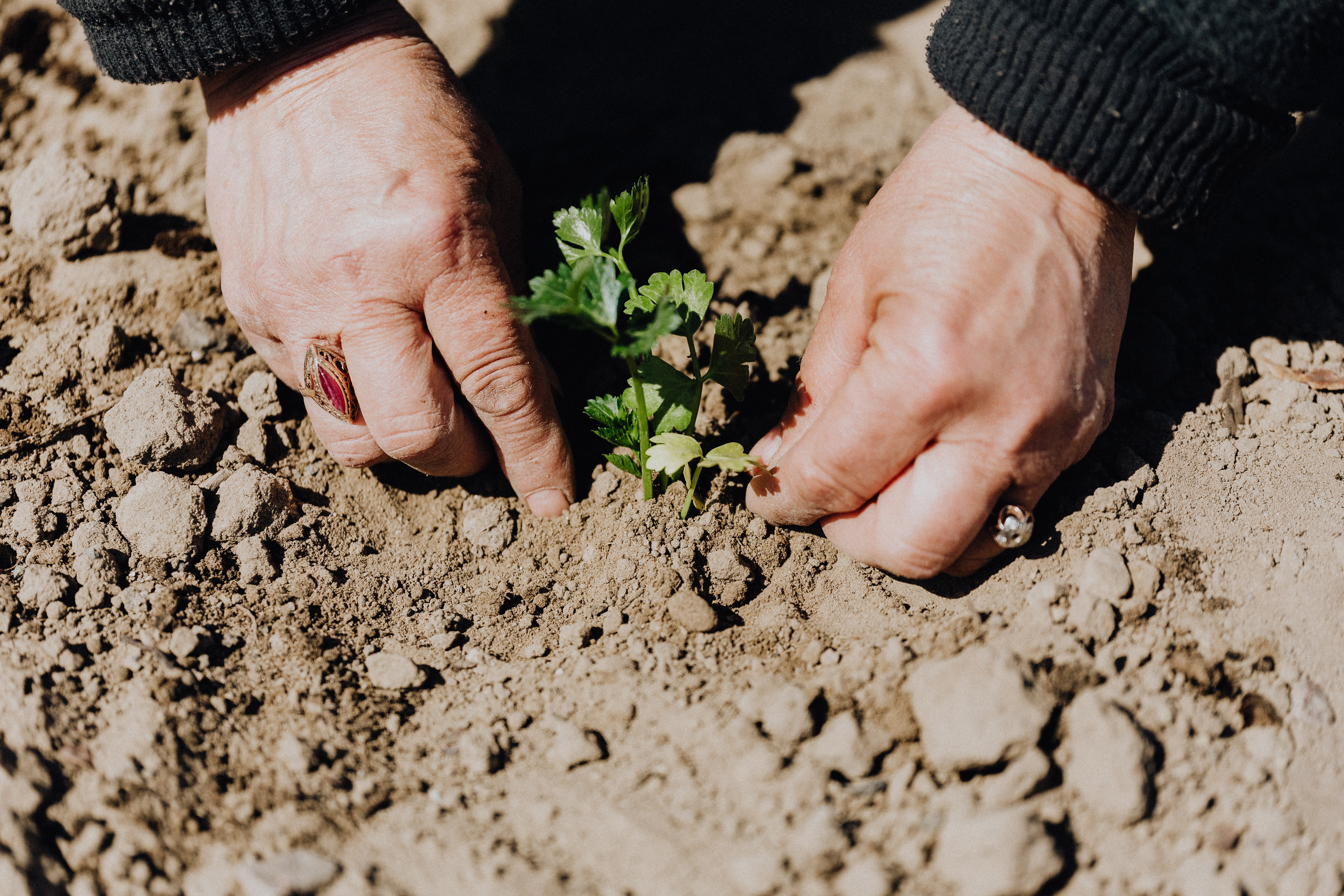 Quels cadeaux offrir à un passionné de jardinage ?